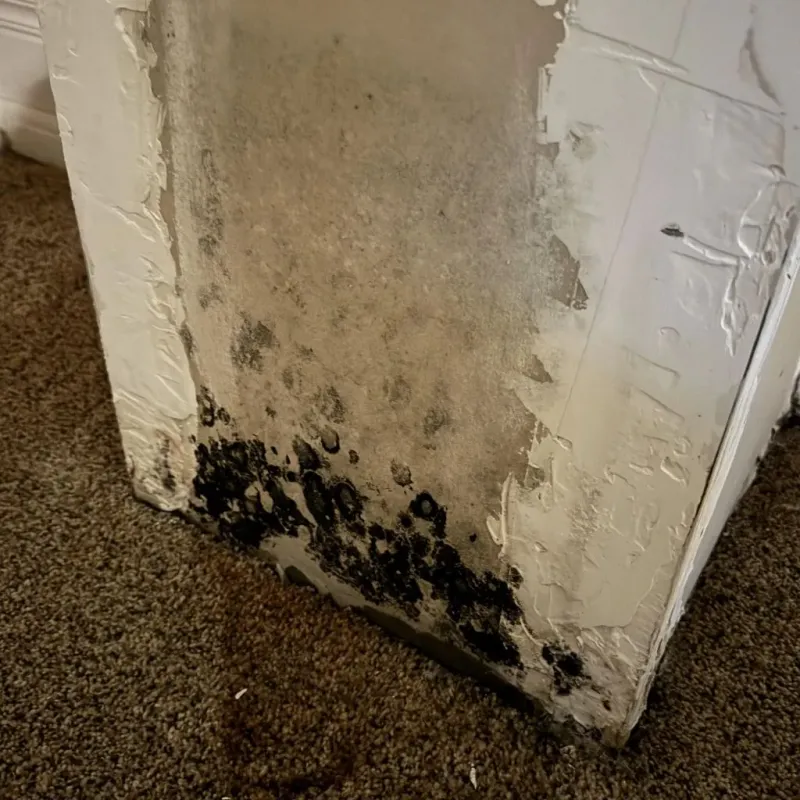 Professional Mold Removal in Pierson, FL